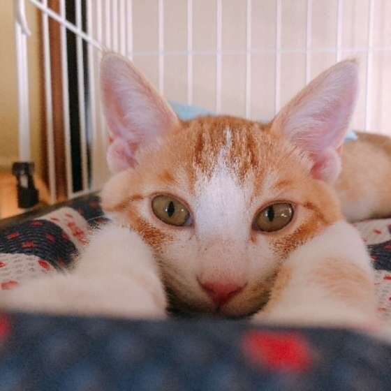 見つめる猫