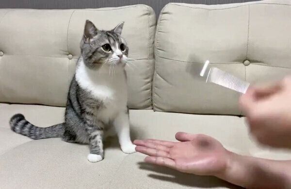 手品を見るもちまるくん