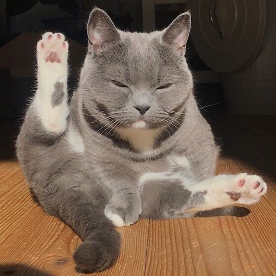 毛づくろい中に固まる猫