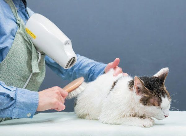ドライヤーをされる猫