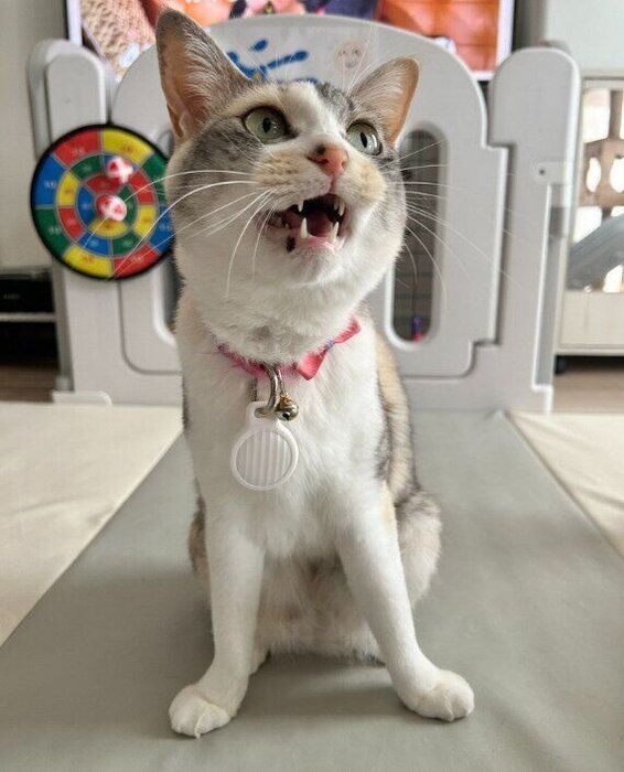 鳴いている猫