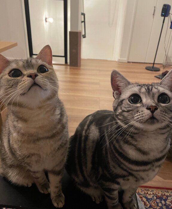 2匹のアメリカンショートヘア