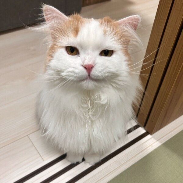飼い主さんお気に入りの一枚