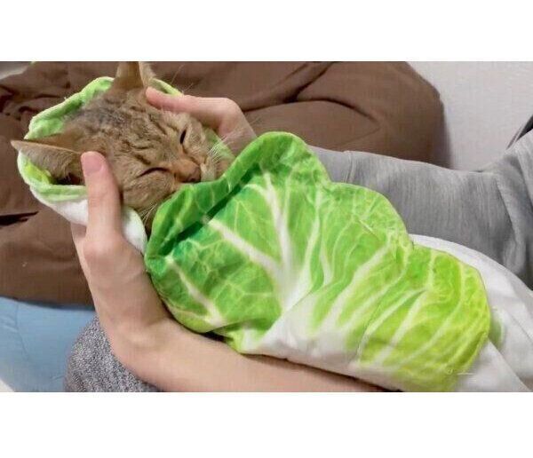 白菜おくるみに包まれるみにらくん