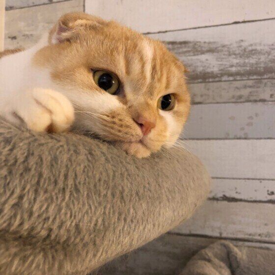 くつろぐスコティッシュフォールド