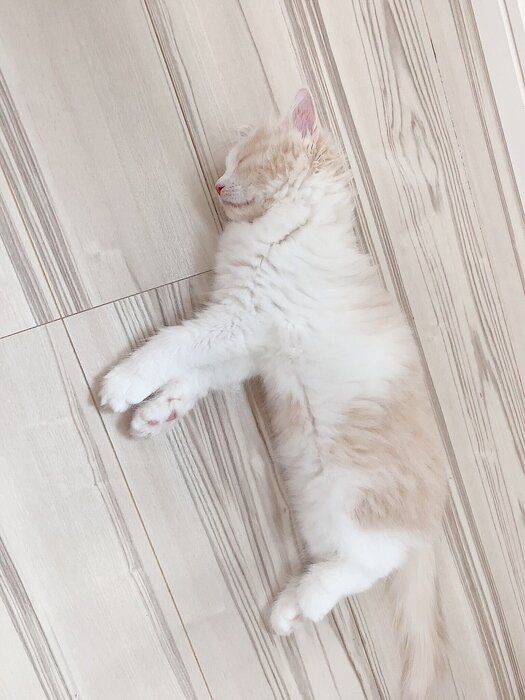 床に落ちてるめるちゃん