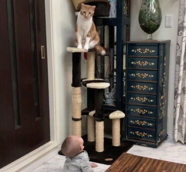 クールな猫