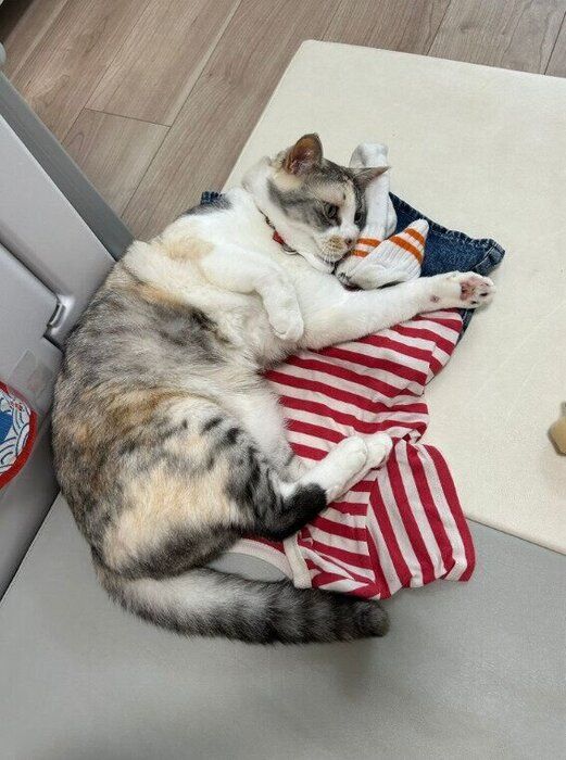 寝転んでいる猫