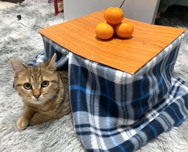 コタツでまったりするみにらくん