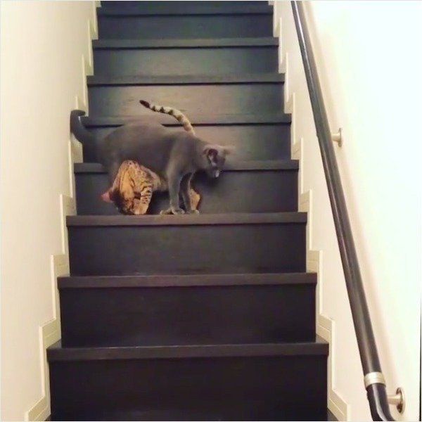 階段でたわむれるニャンズ