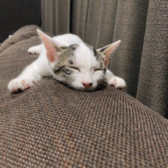 くつろぐ猫