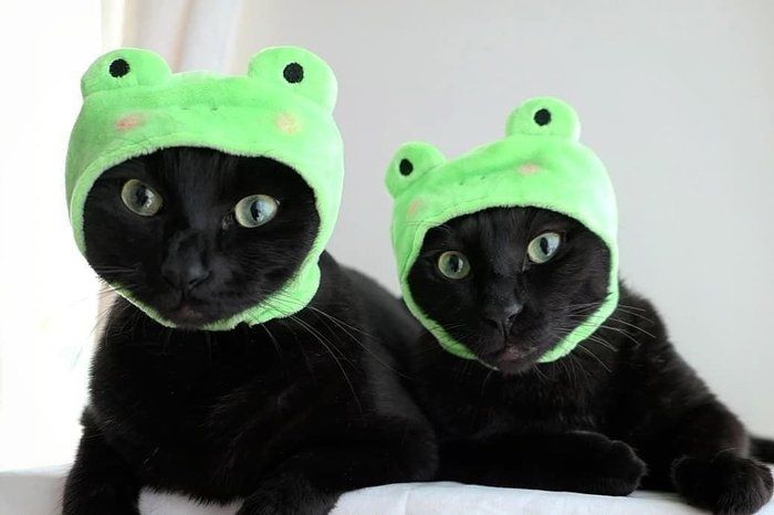 カエルをかぶった黒猫兄弟