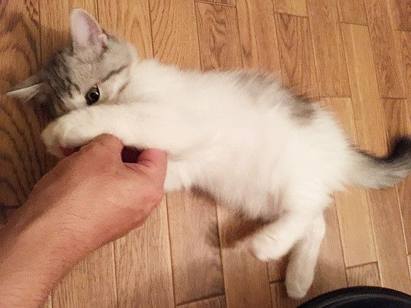 甘える猫