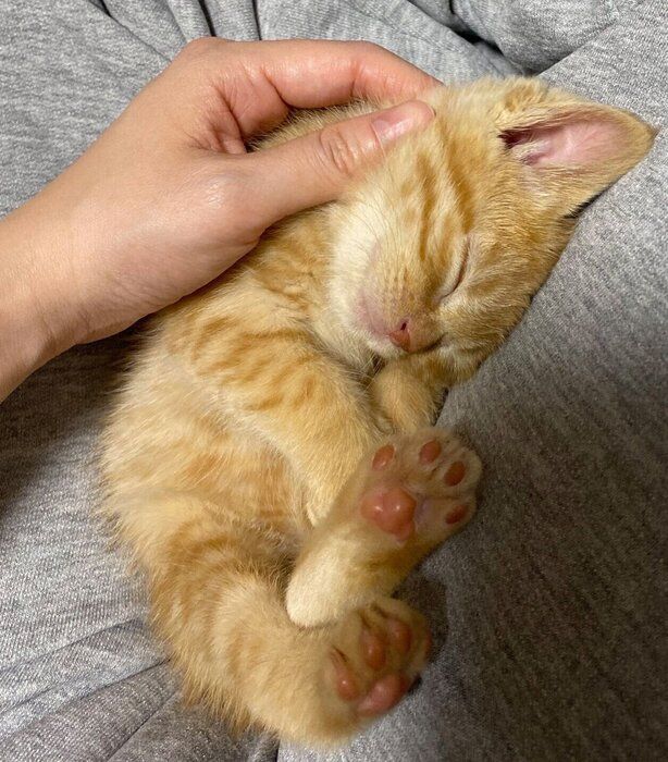 お迎え当時、生後1カ月のころのつぶちゃん