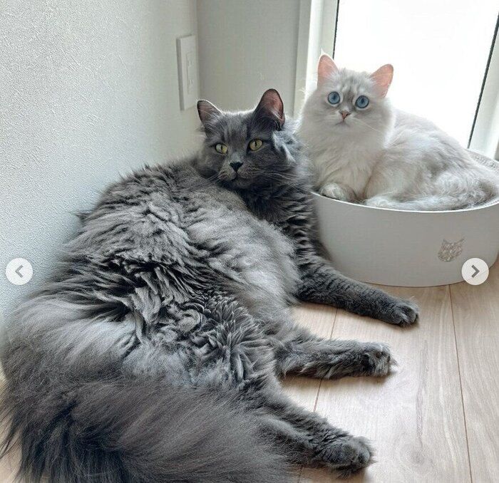仲良くまったりする2匹