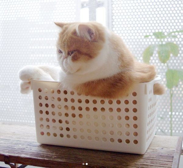 ボックスに入るエキゾチックショートヘア