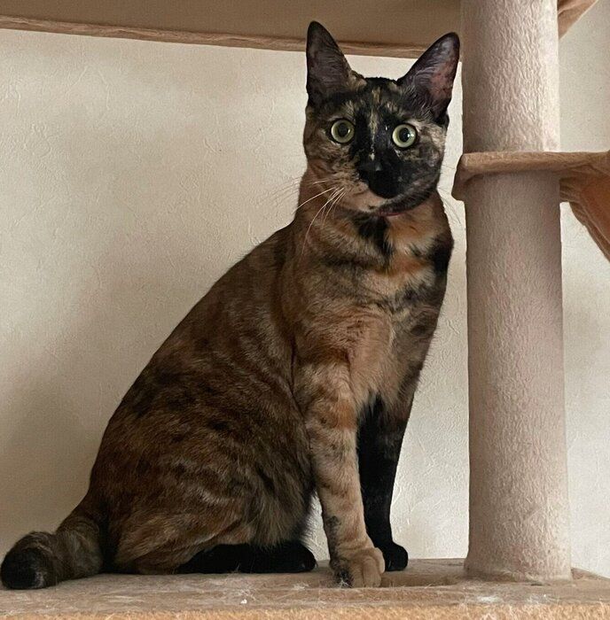 3才になったワサビちゃん