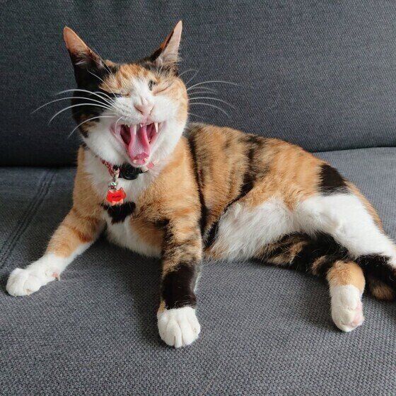 あくびをする猫
