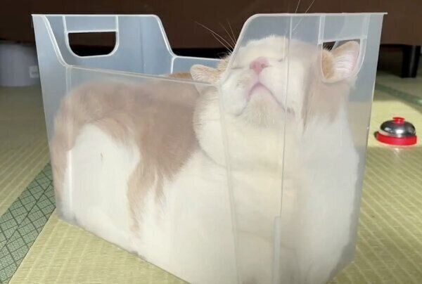 スリムなプラケースでくつろぐてんぷらくん