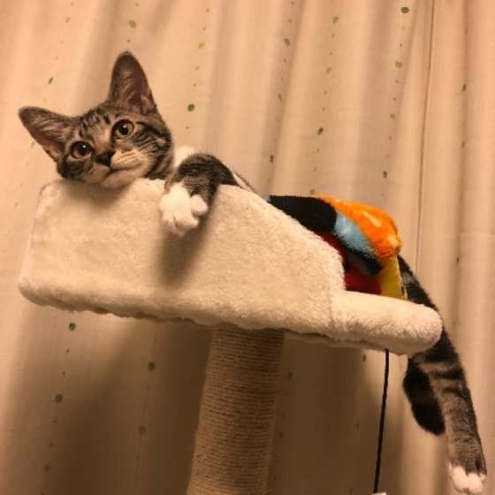 キャットタワーでまったりするアメリカンショートヘアのくるみちゃん