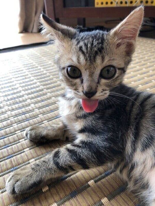 舌をぺろっと出すふくくん