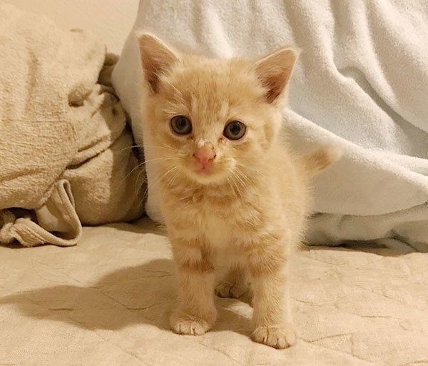 ねくすちゃん