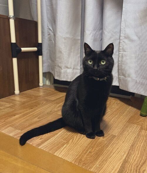 座っている猫