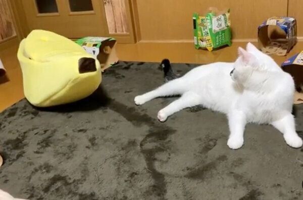 バナナの中に戻るベニちゃん
