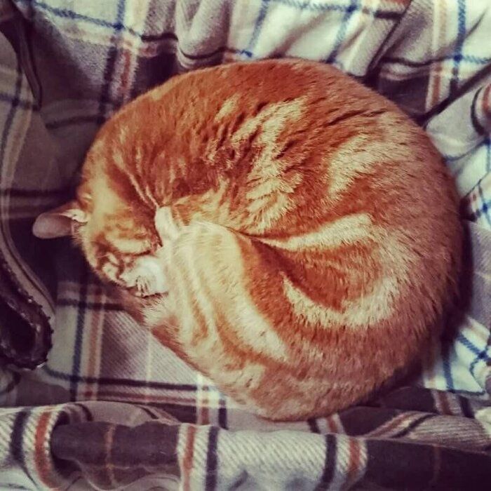 アンモニャイトする猫