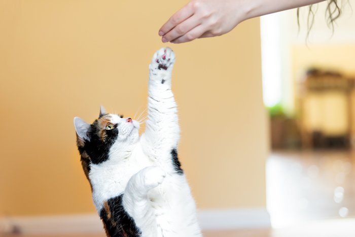 画像/iStock、Getty Images Plus、ゲッティイメージズ