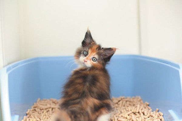 トイレ中の猫