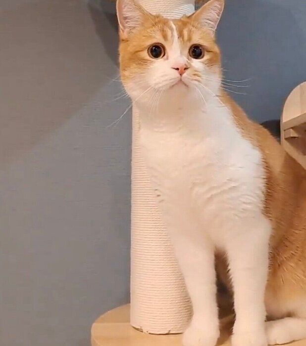 飼い主さんの夫が帰宅してドアが開くのを待つもなかくん