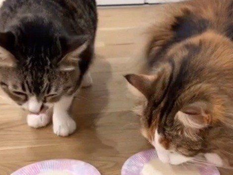 ミルクを飲む猫