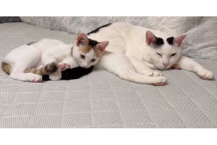 大の字”で眠る猫を撮影していたら→足の指を「グッパァ」 予想外