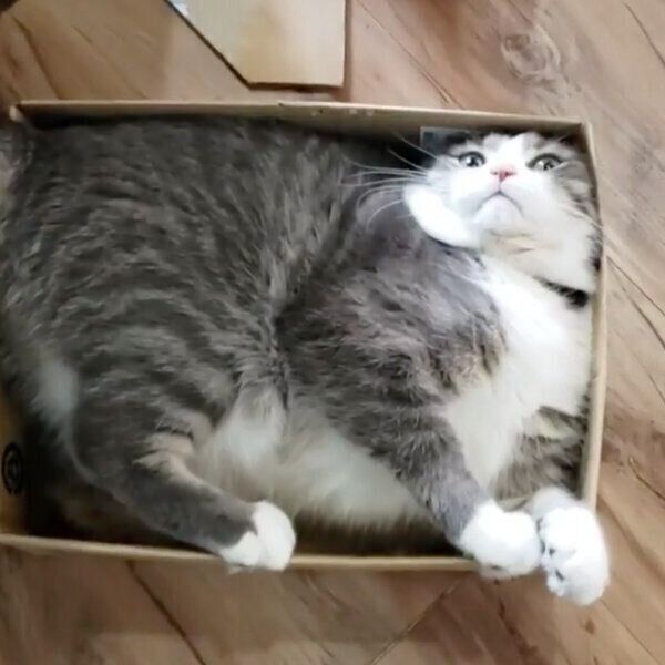 ダンボールにみっちりと体をねじ込むシオくん