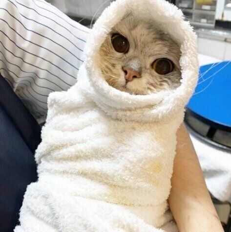 ねこのきもちWEB MAGAZINE ねこの日企画「MEN'S CAT」
