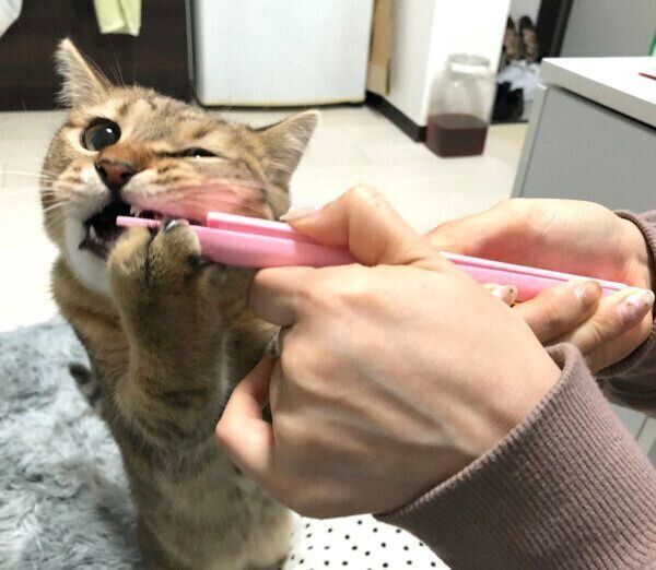 ちゅ〜るを食べるみにらくん