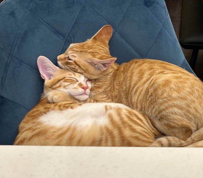 くっつくホップくん、モルトくん。