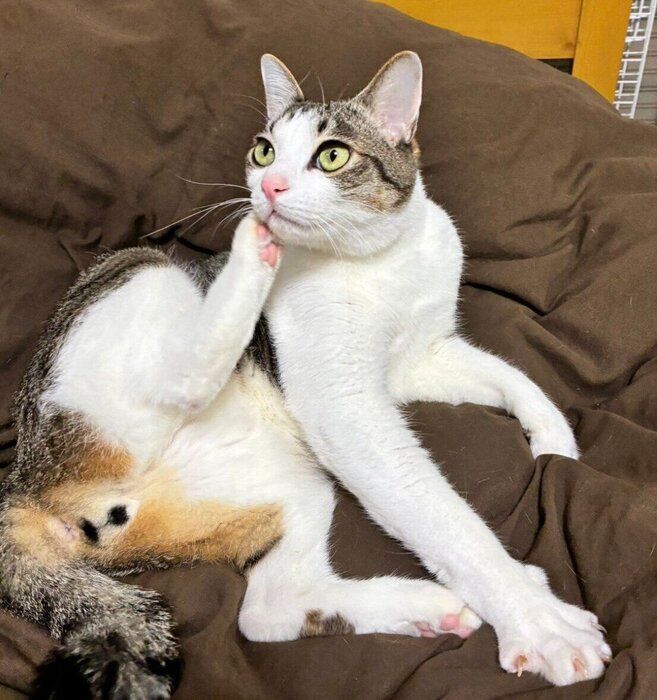 可愛いポーズを見せる琥珀くん