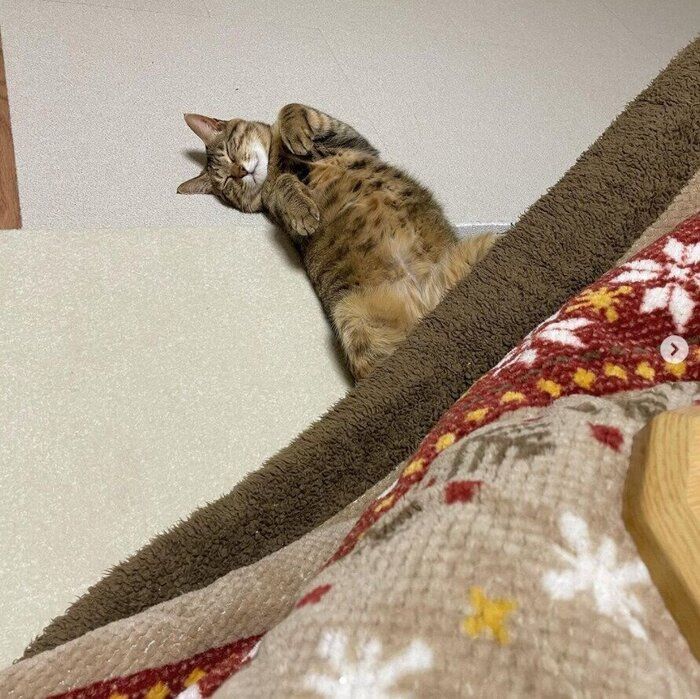 こたつから飛び出る猫