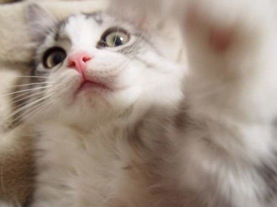 猫パンチするスコティッシュフォールド