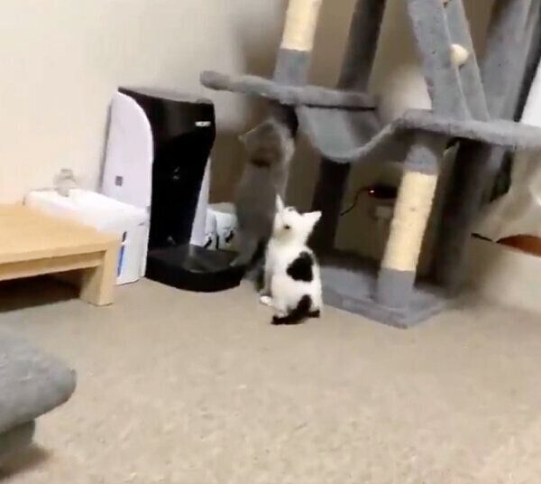キャットタワーに登りたいトエルちゃん