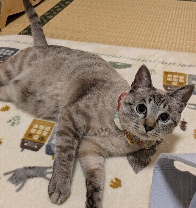 見つめるモモちゃん