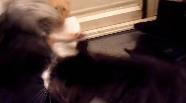 ケンカする猫