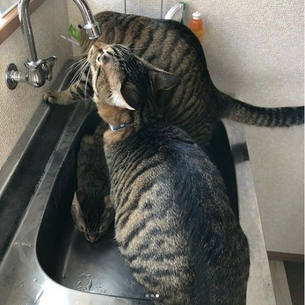 3兄弟の猫