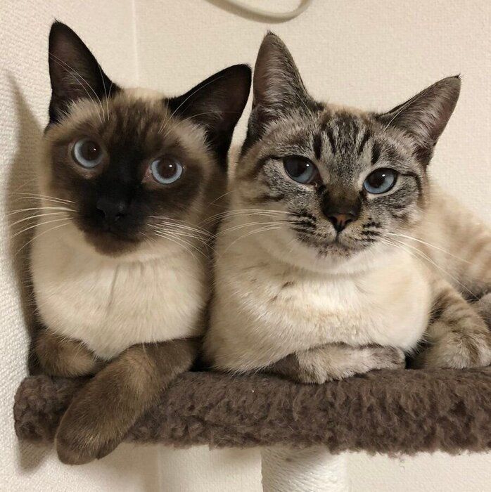 昔のプリュイくんとアンジュちゃん