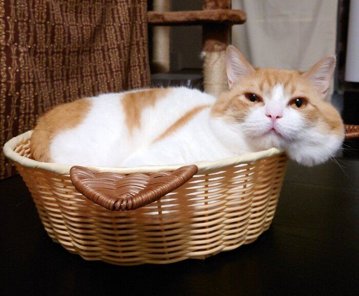 くつろぐおちゃまるくん