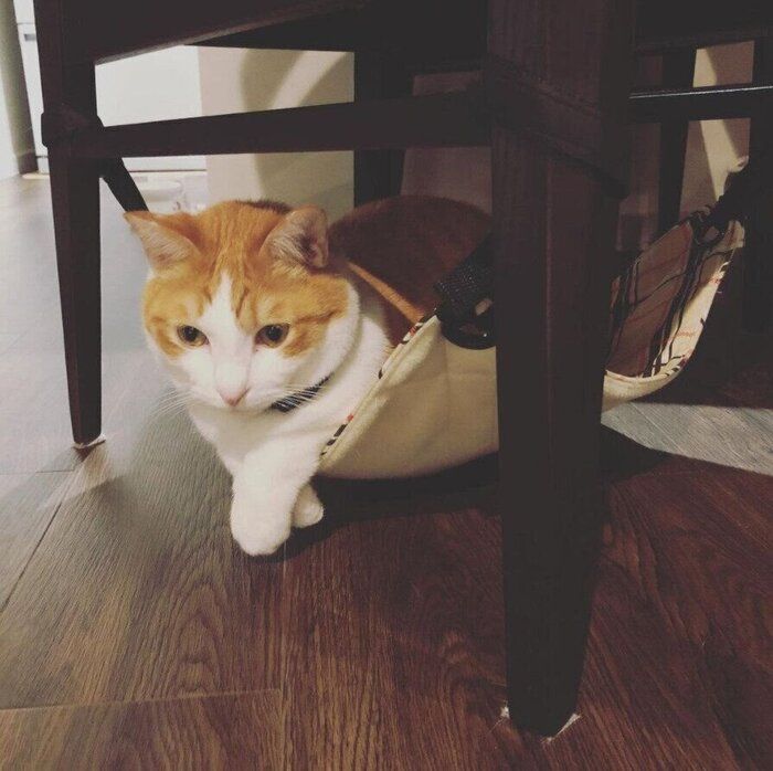 椅子の下のハンモックでくつろぐ猫