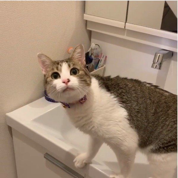 ヘアゴムが大好きな猫