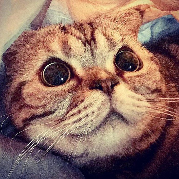 @tacos_cat